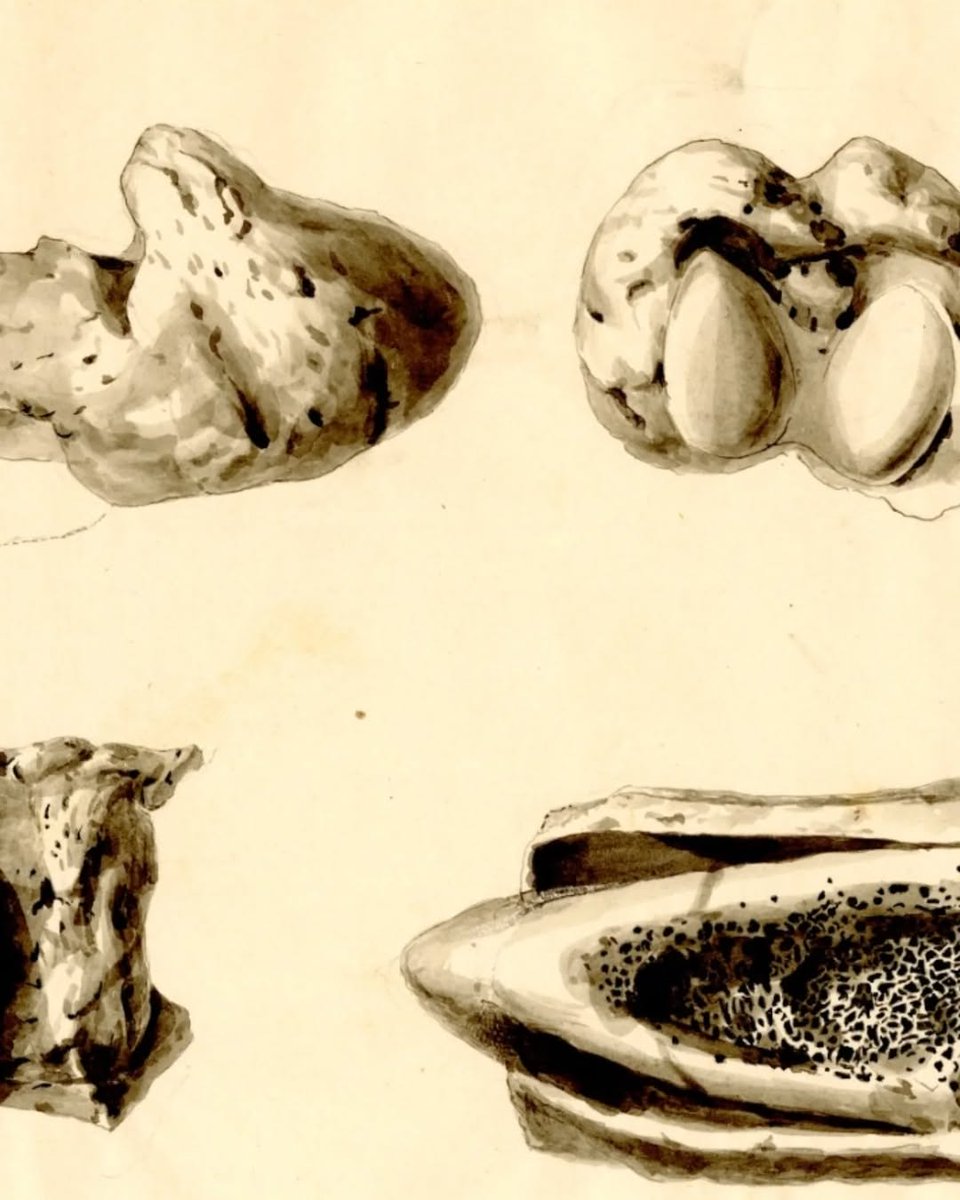 ladera_sur's tweet image. #EstáPasando Tiene más de 10 mil documentos originales: Archivo de Rudolph Philippi es reconocido por la UNESCO como patrimonio documental📜 🐾

🔗Conoce estos documentos y archivos únicos aquí:👇

ow.ly/mxMk50Uq7UV
