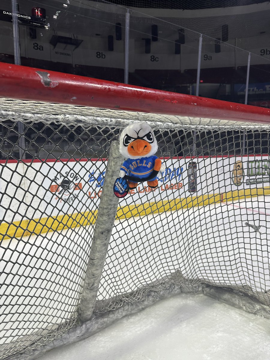 SDGullsAHL's tweet image. Elf on a shelf ❌

Gully in a goal ✅