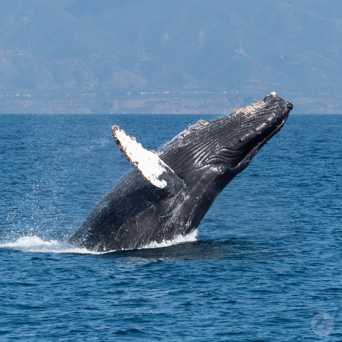 CaptDavesWhaleWatching tweet media