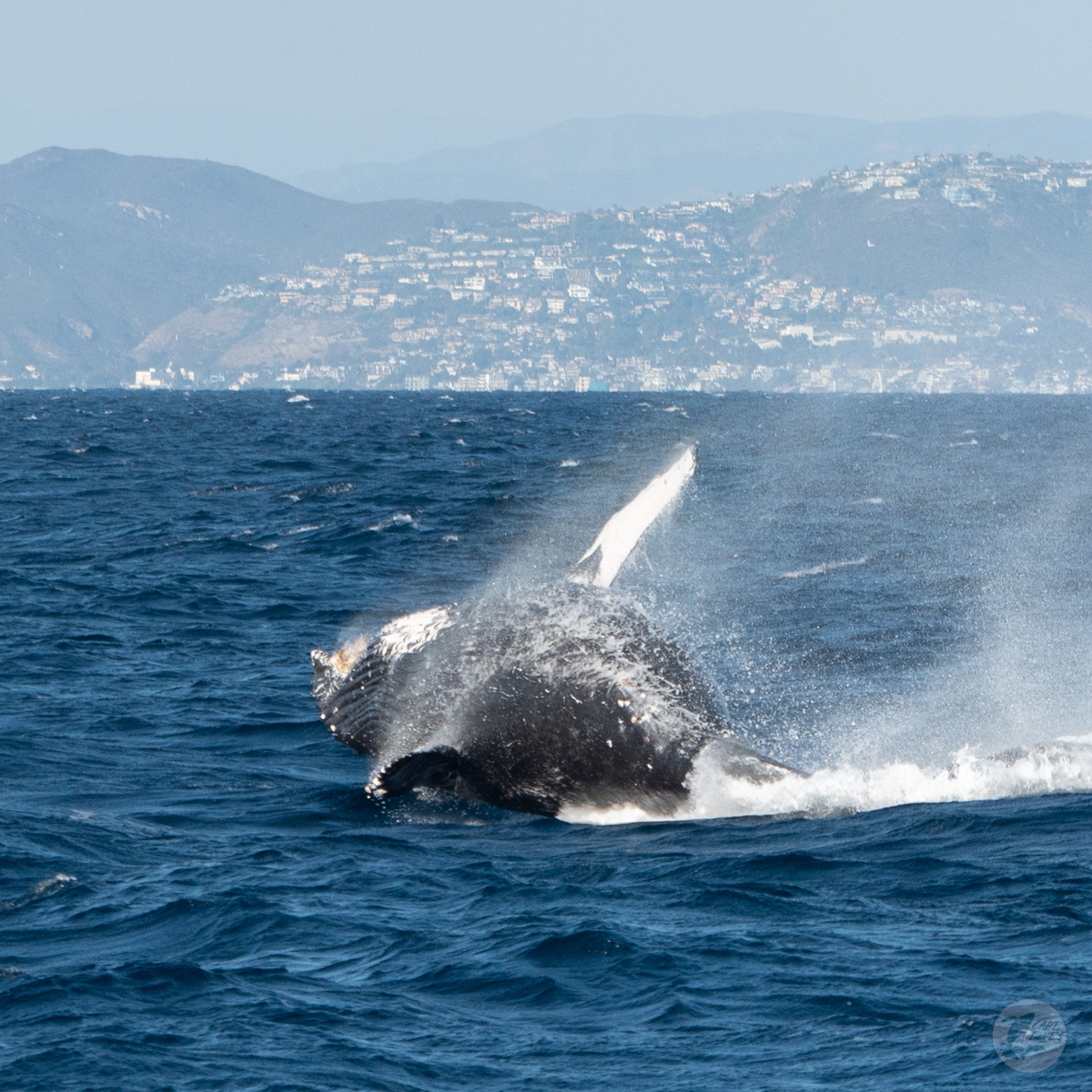 CaptDavesWhaleWatching tweet media