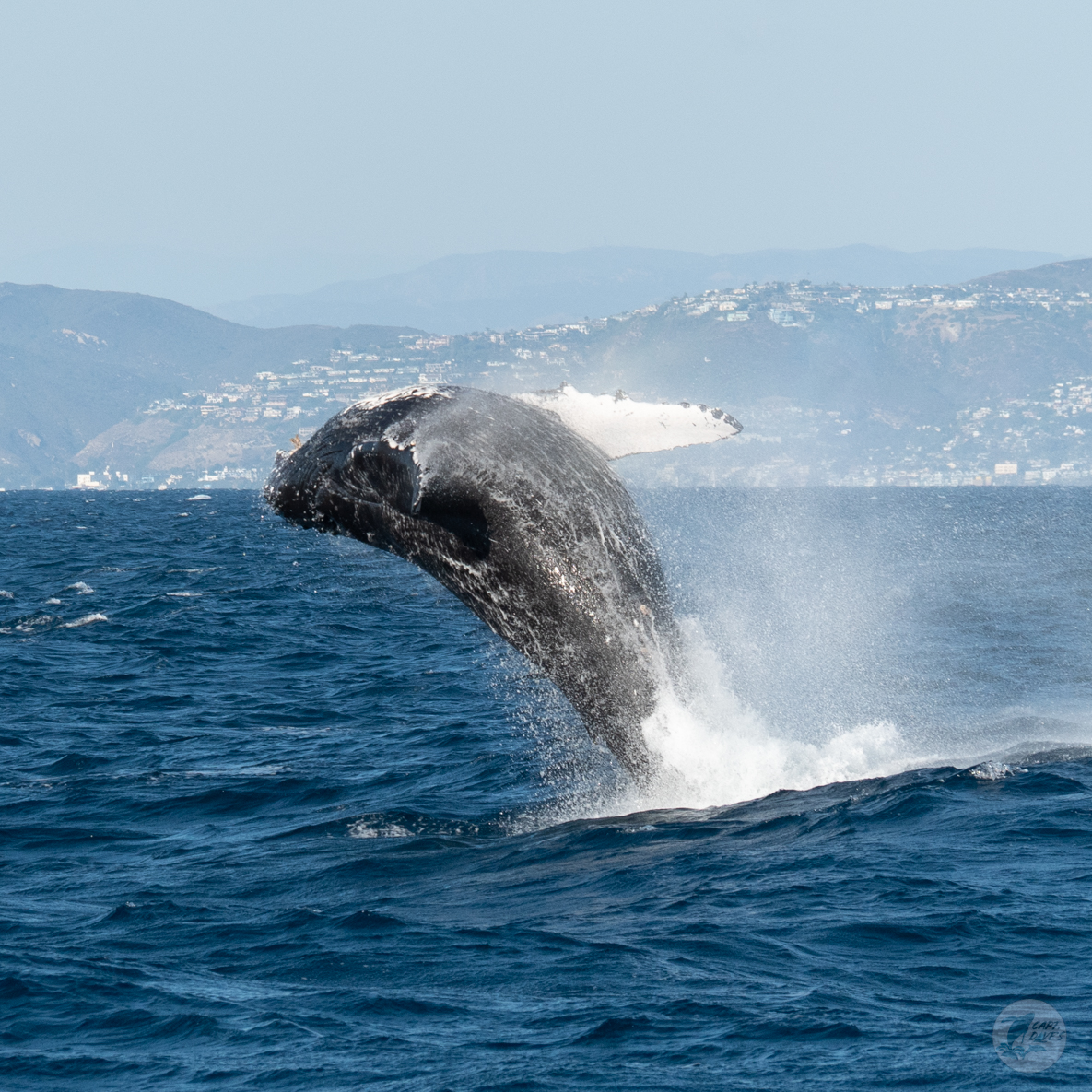 CaptDavesWhaleWatching tweet media