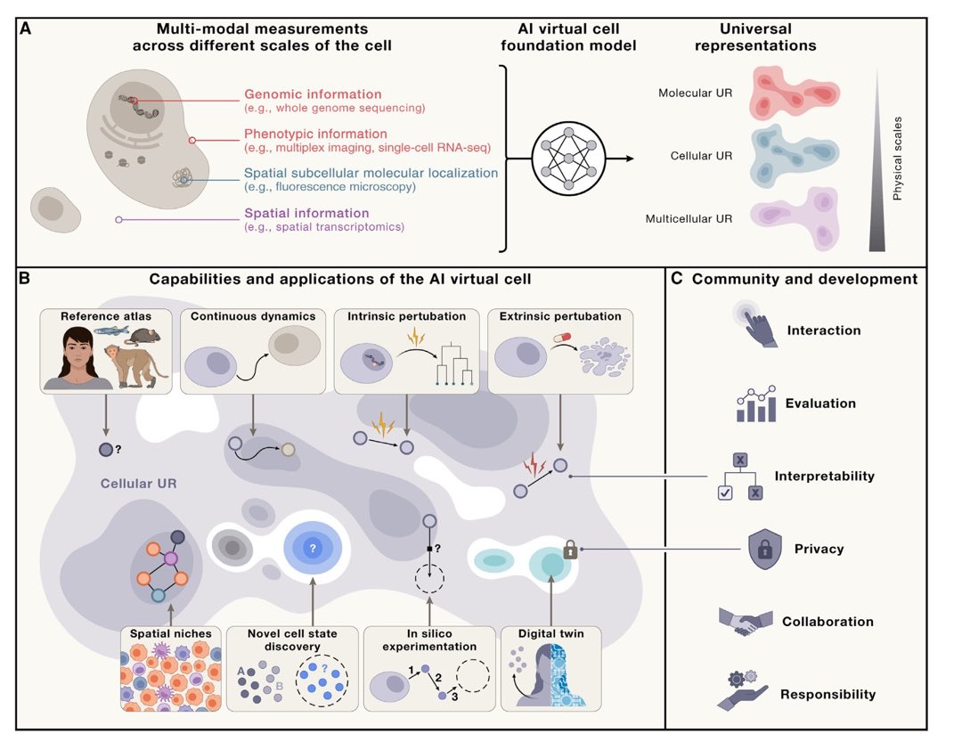 Emma Lundberg (@prof_lundberg) on Twitter photo AI x Biology: See our perspective on AI-powered virtual cells in <a href="/CellCellPress/">Cell</a>. Based on community discussions at <a href="/cziscience/">CZI Science</a> & close collab w <a href="/StephenQuake/">Stephen Quake</a> <a href="/jure/">Jure Leskovec</a> Aviv Regev <a href="/Tkaraletsos/">Theofanis Karaletsos</a> <a href="/_bunnech/">Charlotte Bunne</a> <a href="/YanayRosen/">Yanay Rosen</a> <a href="/yusufroohani/">Yusuf Roohani</a> #OpenScience
bit.ly/3ZPlzZa AI x Biology: See our perspective on AI-powered virtual cells in <a href="/CellCellPress/">Cell</a>. Based on community discussions at <a href="/cziscience/">CZI Science</a> & close collab w <a href="/StephenQuake/">Stephen Quake</a> <a href="/jure/">Jure Leskovec</a> Aviv Regev <a href="/Tkaraletsos/">Theofanis Karaletsos</a> <a href="/_bunnech/">Charlotte Bunne</a> <a href="/YanayRosen/">Yanay Rosen</a> <a href="/yusufroohani/">Yusuf Roohani</a> #OpenScience
bit.ly/3ZPlzZa