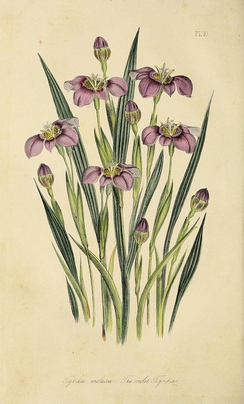 CienciaconArte's tweet photo. Jane Wells Loudon (1807-1858). 
Escritora, botánica, editora e ilustradora de historia natural. https://t.co/a81wVieFvV