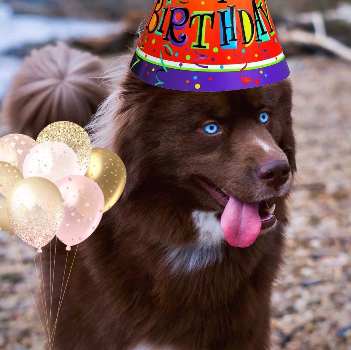 KovuOnSol's tweet photo. Did you know $Kovu has a birthday coming up! (Dec 16).  We wanted to do something special so we decided to give back to the community. A 3 day give away will start Friday dec 13th. 
- To enter: drop an original $Kovu meme
- retweet
- follow 
- and drop wallet right after. 
Winners will be picked on the day of the birthday!! 🎂 🎉