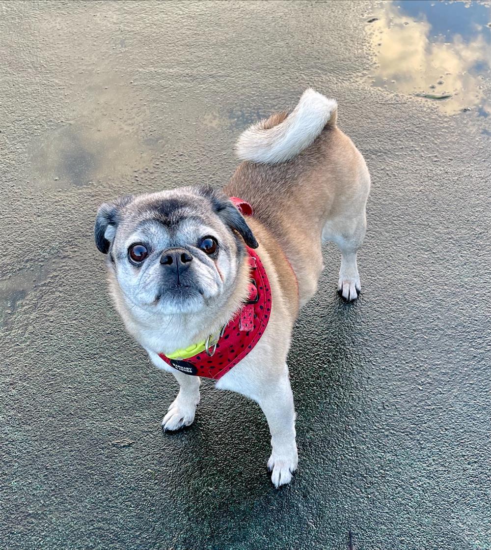 Please retweet to help Betty find a home #LANCASHIRE #UK  Available for adoption, registered British charity✅
Details or apply for Betty below👇 bleakholt.org/lancashire-ani……
This lovely lady is Betty, she is an 8 and half year old pug cross. She came in to Bleakholt because her