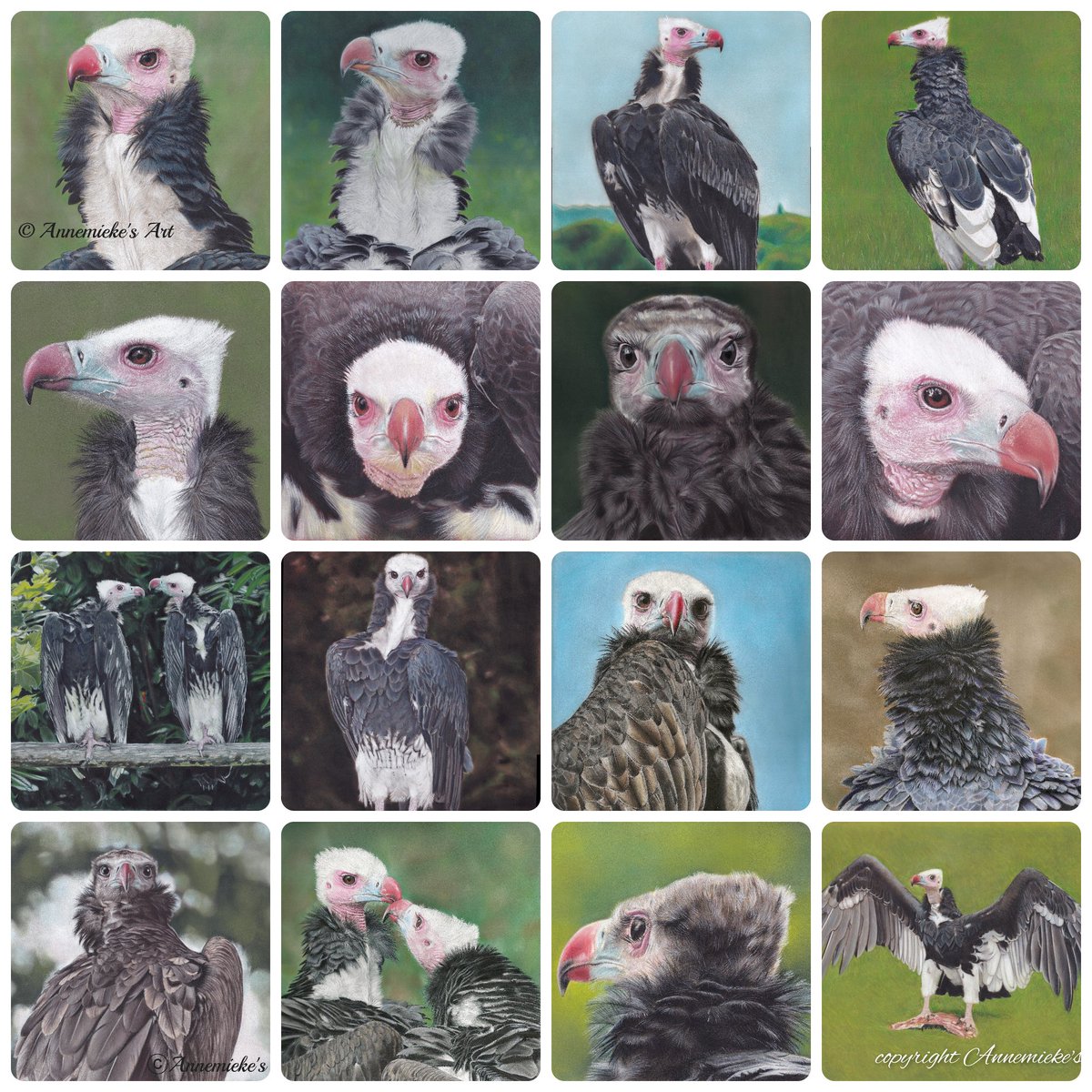 AnnemiekesArt's tweet photo. My finished White-headed vulture drawings. Still working on the White-headed vulture couple and two more of Pipo, one portrait and one whole body with the wings spread out. 9 different individuals here ☺️
#lovevultures
#trigonocepsoccipitalis
#criticallyendangered https://t.co/dt6B8W24wL