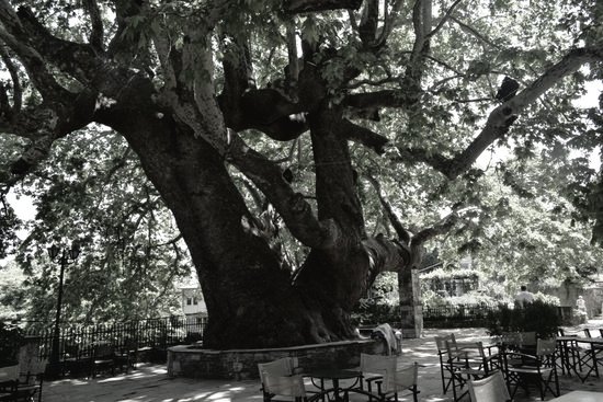 ArvindIyer15's tweet image. #vss365 #propagate
The beautiful man, well into his nineties but the cut of his jaw underneath that silvery white beard &amp;amp; the tone of his muscles under that flowing red robe indicating his still-existent virility, walked from the town's entrance arch all the way through its