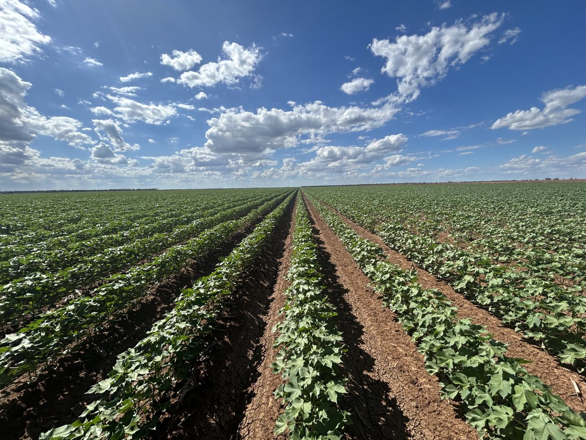 Cotton moving along nicely at Worral Creek #WarakirriAg
