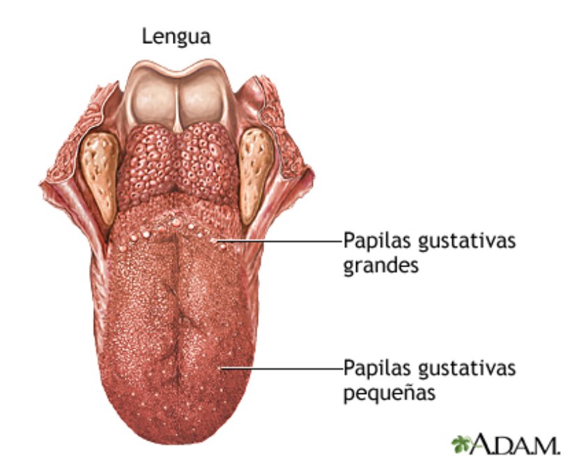 Hoy otra persona urgente y desencajada por esto, 
así q espero q este #tuitserio sirva para ahorrar noches de insomnio pensando en la extrema unción

Esos “bultos” q a veces podéis ver al final de la lengua (V lingual) son NORMALES! y siempre han estado ahí