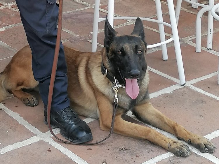 yohaliresendiz's tweet photo. #Morelos 

#Conózcalo 

Se llama, Juan Manuel Aguirre Campos es encargado de la Unidad canina a cargo de la @sspc_morelos 

Aguirre Campos ha crecido económicamente no por su trabajo ni sueldo sino por su negocio particular en el que utiliza a caninos machos adiestrados dentro de la unidad a su cargo para cruza con caninas particulares que no pertenecen al cuartel ubicado en #Alpuyeca.

Además utiliza alimento de los perros para animales externos de su negocio. 
No tiene conocimientos operativos y no sabe adiestrar perros. 

En estos momentos, un cachorro se encuentra en la unidad con la anuencia de la encargada del primer turno, Policia Cinthya Astudillo Reyes y el encargado del segundo turno, Carlos Campo Delgado. 

Hace poco “jugando” fútbol el “Jefe” Aguirre se lastimó la rodilla y utilizó las unidades para su trasladado personal
(casa, hospital, revisiones médicas, rehabilitación, consultas en las unidades) y a los elementos que lo apoyaron los benefició con descansos o llegar a la hora que quisieran. 

Hay que decir que cuando hay cursos de actualización en Estados Unidos el “Jefe” Aguirre cobra a los policías $$$$ para que sean inscritos. 

Además, la Policía Rosa Idalia Yahuilt Bautista quien abusando de la relación personal con “el jefe” Juan Manuel Aguirre Campos, goza de múltiples beneficios: 

Ausencia laboral

No cumplir con el horario de entrada ni salida aunque en la bitácora de asistencia todo está en orden y no se le aplica ningún descuento por faltas.

Se pasea en las instalaciones sin uniforme oficial en horarios de trabajo (ropa de calle y sandalias) 

Le asignaron agente canino y no lo atiende. 

No entrena ni refuerza aroma de búsqueda ni obediencia  básica.

Al igual que la policía, Cintya Ileana Astudillo Reyes a quien la señalan de desatender a sus caninos asignados.

@margarita_gs  

#DespiertaMorelosConYohaliReséndiz