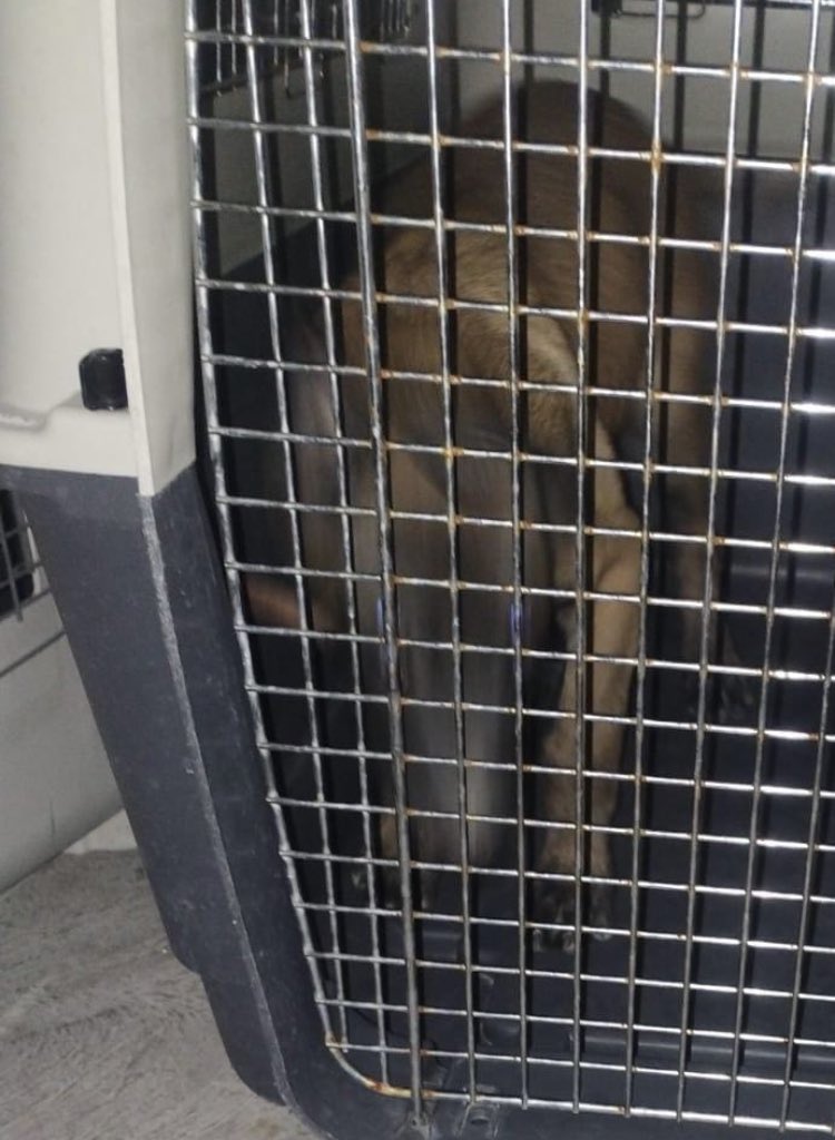 yohaliresendiz's tweet photo. #Morelos 

#Conózcalo 

Se llama, Juan Manuel Aguirre Campos es encargado de la Unidad canina a cargo de la @sspc_morelos 

Aguirre Campos ha crecido económicamente no por su trabajo ni sueldo sino por su negocio particular en el que utiliza a caninos machos adiestrados dentro de la unidad a su cargo para cruza con caninas particulares que no pertenecen al cuartel ubicado en #Alpuyeca.

Además utiliza alimento de los perros para animales externos de su negocio. 
No tiene conocimientos operativos y no sabe adiestrar perros. 

En estos momentos, un cachorro se encuentra en la unidad con la anuencia de la encargada del primer turno, Policia Cinthya Astudillo Reyes y el encargado del segundo turno, Carlos Campo Delgado. 

Hace poco “jugando” fútbol el “Jefe” Aguirre se lastimó la rodilla y utilizó las unidades para su trasladado personal
(casa, hospital, revisiones médicas, rehabilitación, consultas en las unidades) y a los elementos que lo apoyaron los benefició con descansos o llegar a la hora que quisieran. 

Hay que decir que cuando hay cursos de actualización en Estados Unidos el “Jefe” Aguirre cobra a los policías $$$$ para que sean inscritos. 

Además, la Policía Rosa Idalia Yahuilt Bautista quien abusando de la relación personal con “el jefe” Juan Manuel Aguirre Campos, goza de múltiples beneficios: 

Ausencia laboral

No cumplir con el horario de entrada ni salida aunque en la bitácora de asistencia todo está en orden y no se le aplica ningún descuento por faltas.

Se pasea en las instalaciones sin uniforme oficial en horarios de trabajo (ropa de calle y sandalias) 

Le asignaron agente canino y no lo atiende. 

No entrena ni refuerza aroma de búsqueda ni obediencia  básica.

Al igual que la policía, Cintya Ileana Astudillo Reyes a quien la señalan de desatender a sus caninos asignados.

@margarita_gs  

#DespiertaMorelosConYohaliReséndiz