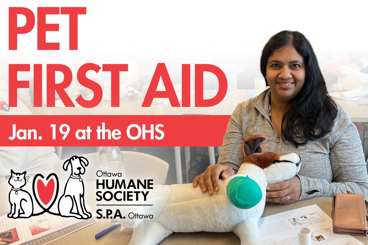 Pet Burn First Aid - Essential Steps to Help Your Furry Friends