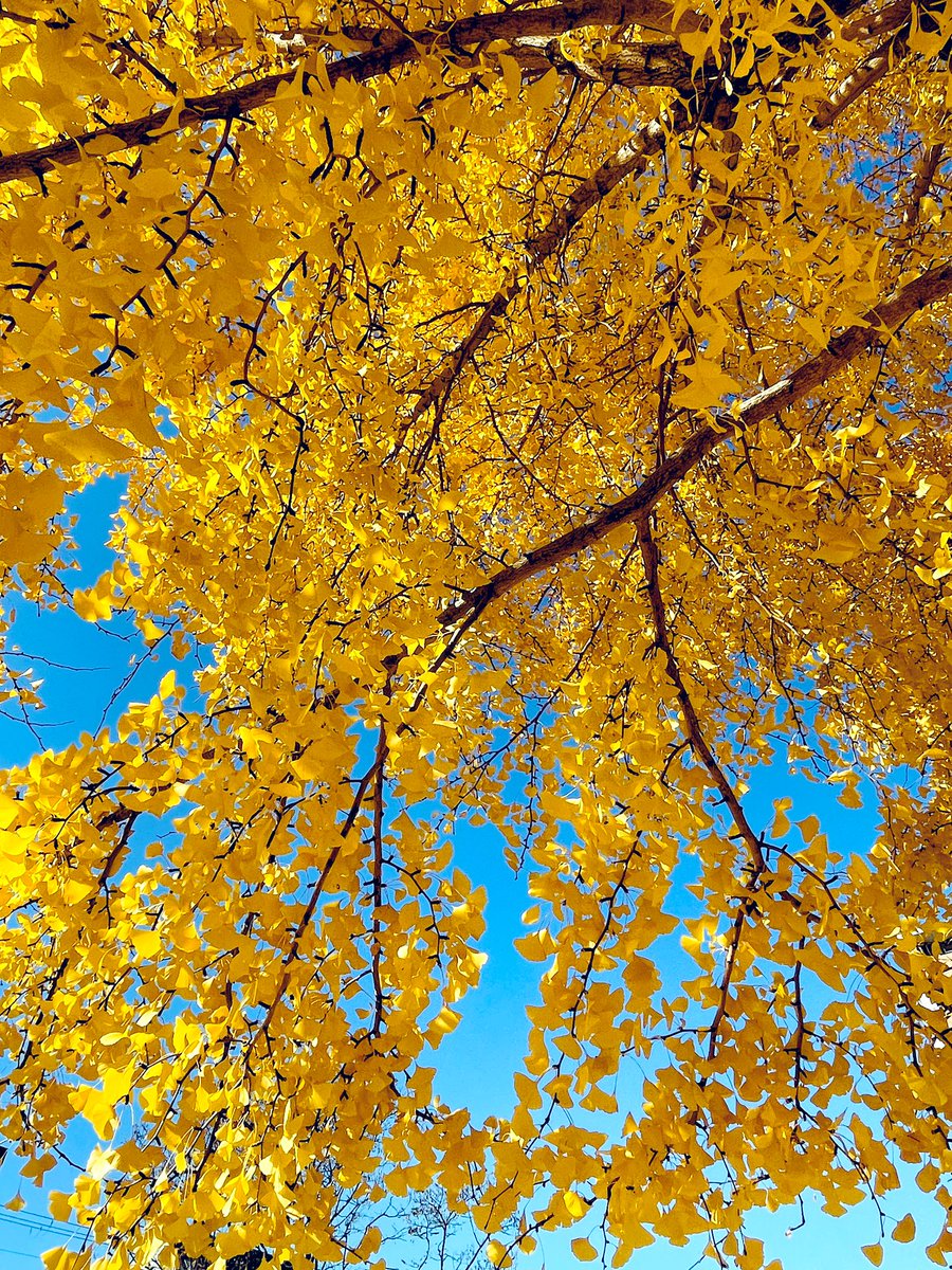 12月にやっと紅葉しました💛💛💛
青空に黄色がとても綺麗

今年は写活もなかなか行けなくて
多忙であっという間に1年終わりそうです

(ᐡㅠ ̫ ㅠᐡ)マイペース取り戻そーっと‼︎

#銀杏