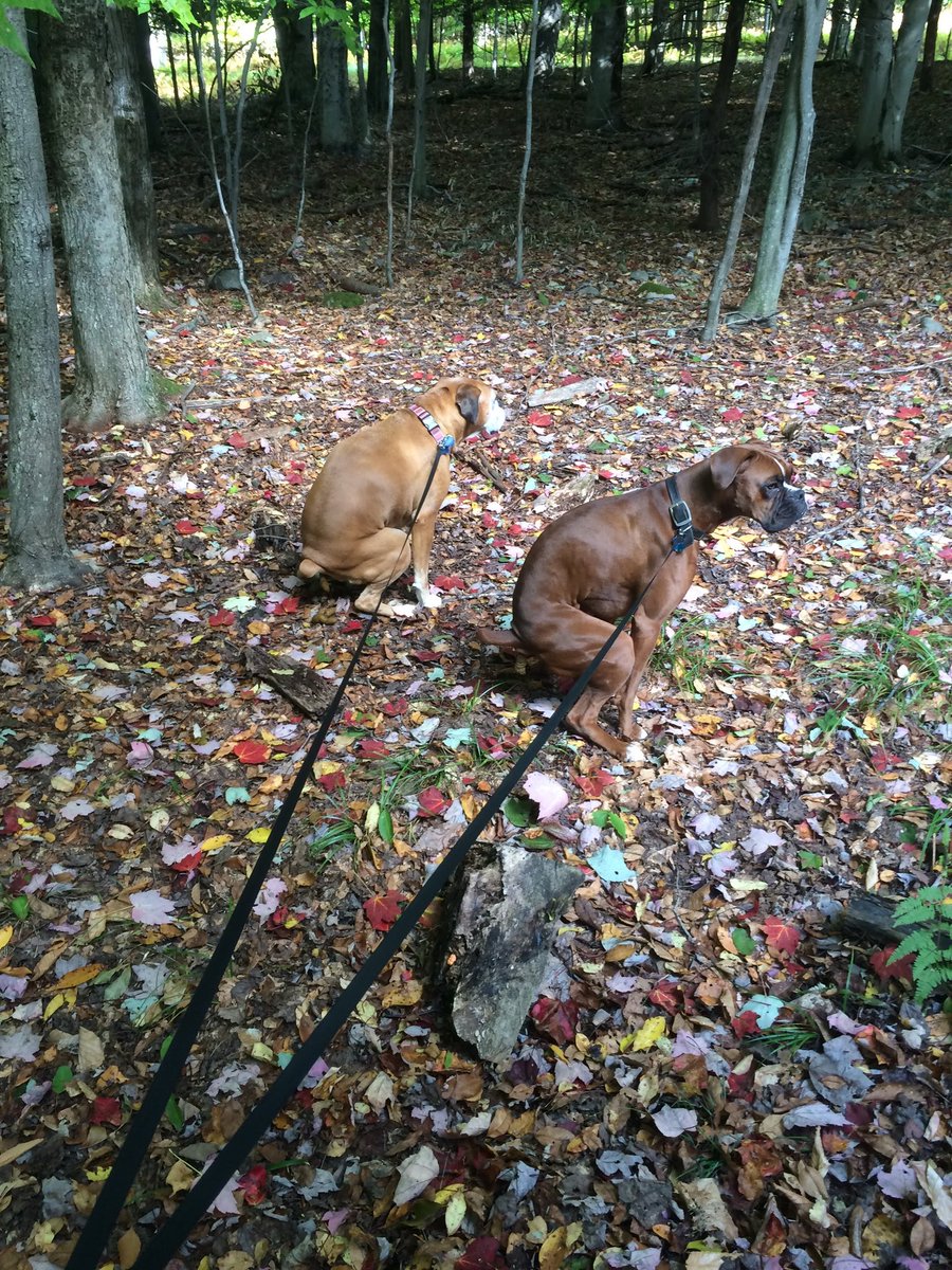 BellaBoosBros's tweet photo. Bella Boo and Kona Boy did everything together ππππ
#bromocrew #sismos #RIPBellaBoo #RIPKonaGoodBoy
#ThrowbackThursday https://t.co/mess2voXQ8