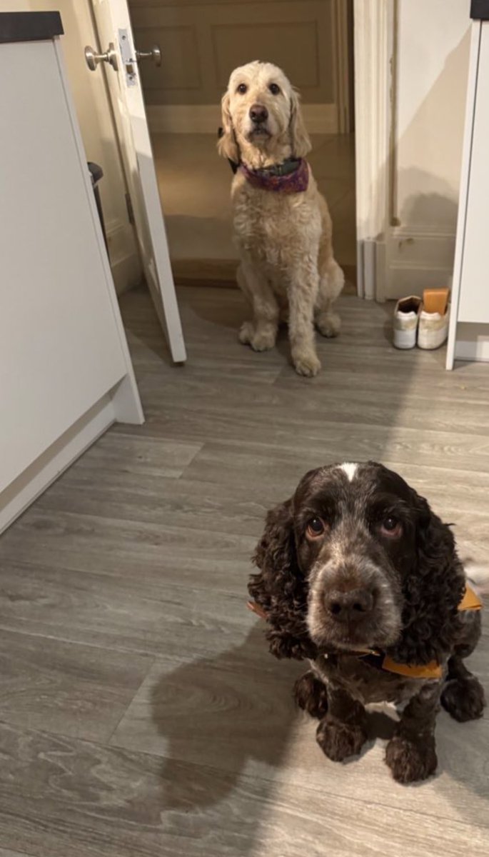 I came home from work tonight and fed the dogs, unaware that my husband had popped home and fed them earlier. 

Did they tell me this? Did they fuck, the fat bastards.