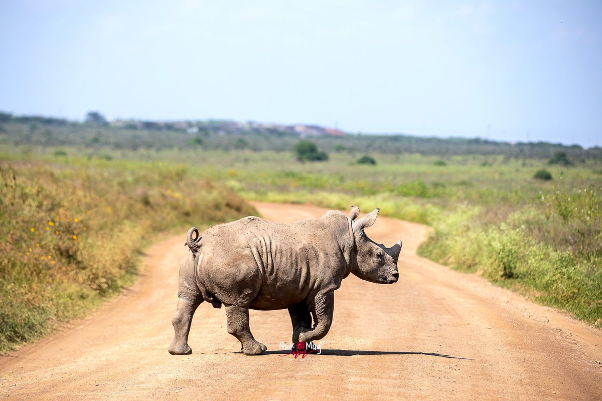 NickmugP's tweet photo. Hunting for greener pastures.
#tembeakenyaphotocontest
#tembeakenya
#Wildlife 
@magicalkenya https://t.co/lk9GGllczM