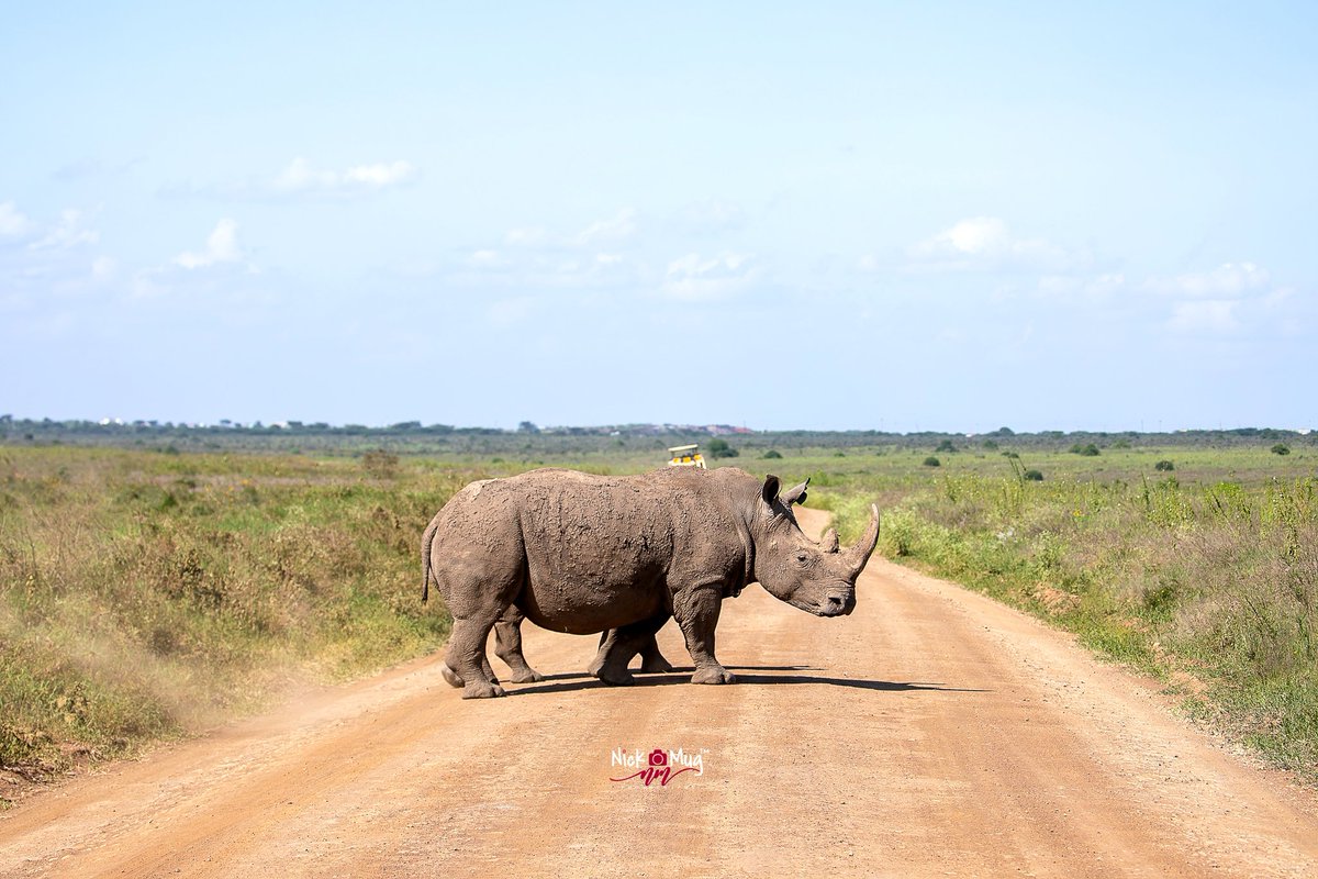 NickmugP's tweet photo. Hunting for greener pastures.
#tembeakenyaphotocontest
#tembeakenya
#Wildlife 
@magicalkenya https://t.co/lk9GGllczM
