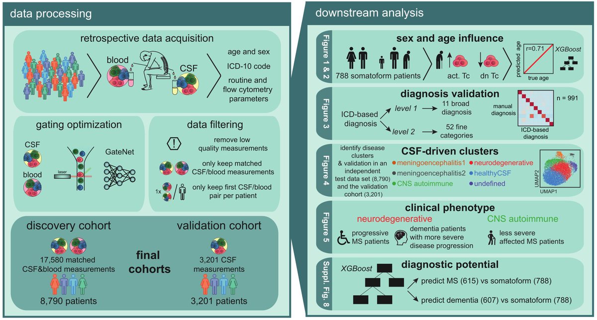 Michael Heming (@mhemingneuro) on Twitter photo <a href="/mzhlab/">Gerd Meyer zu Hörste</a> I am proud to share our manuscript published in <a href="/ANA_journals/">ANA Journals</a> today. 🥳doi.org/10.1002/ana.27…
We used data-driven approaches to analyze paired #CSF and blood #FlowCytometry of 8,790 (discovery) + 3,201 (validation) patients.
A #tweetorial 🧵1/16 <a href="/mzhlab/">Gerd Meyer zu Hörste</a> I am proud to share our manuscript published in <a href="/ANA_journals/">ANA Journals</a> today. 🥳doi.org/10.1002/ana.27…
We used data-driven approaches to analyze paired #CSF and blood #FlowCytometry of 8,790 (discovery) + 3,201 (validation) patients.
A #tweetorial 🧵1/16