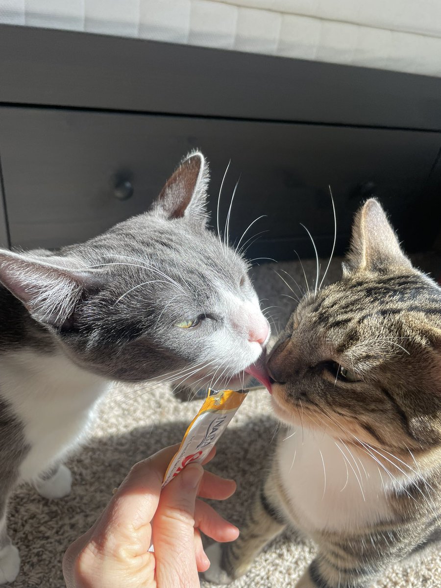 Taro the gray tuxedo cat and Toby the tabby and white cat are sharing a churu. Taro however has licked it too enthusiastically and instead of getting the treat, his licked his brother in the nose. Toby looks a little annoyed
