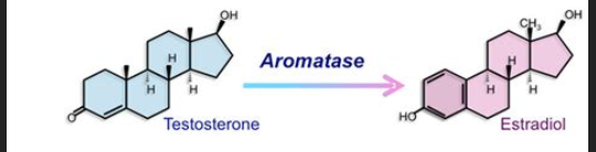 questmoosa's tweet image. Did you know that grape seed extract is a potent aromatase enzyme inhibitor?
This means it can help block the conversion of testosterone into estrogen, allowing your body to produce more T-hormone
#AromataseInhibitor #TestosteroneProduction