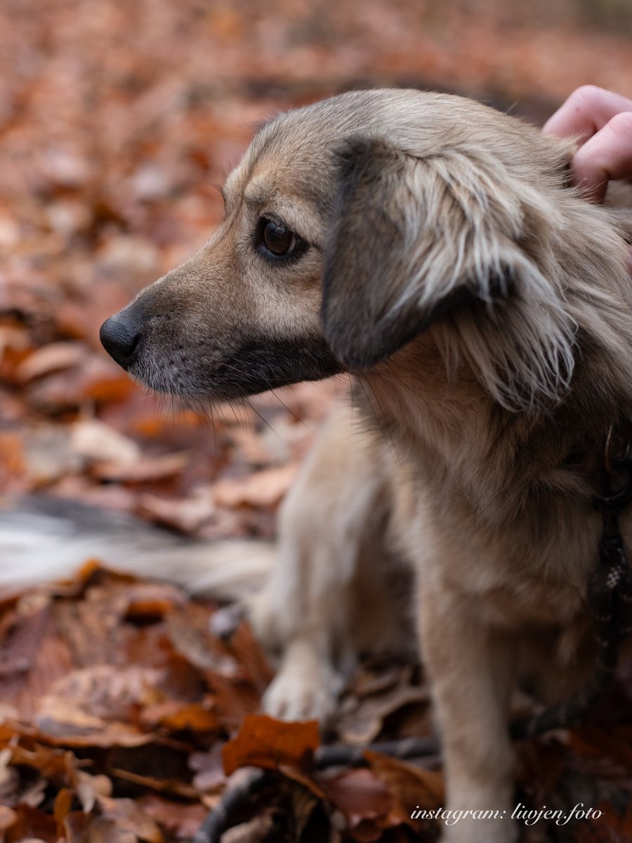 AnnaSernawit's tweet photo. Mia🐶🙏🏡🆘 to przekochana i przepiękna kruszynka,jest wpatrzona w człowieka nie tylko oczami,ale także sercem💗🥹Mia jest małym pieskiem,trochę kudłatym. Schronisko CYWIL Rybowo 51, 62-130 Gołańcz
573-221-484 (11-15) https://t.co/tyKJjDN5yv