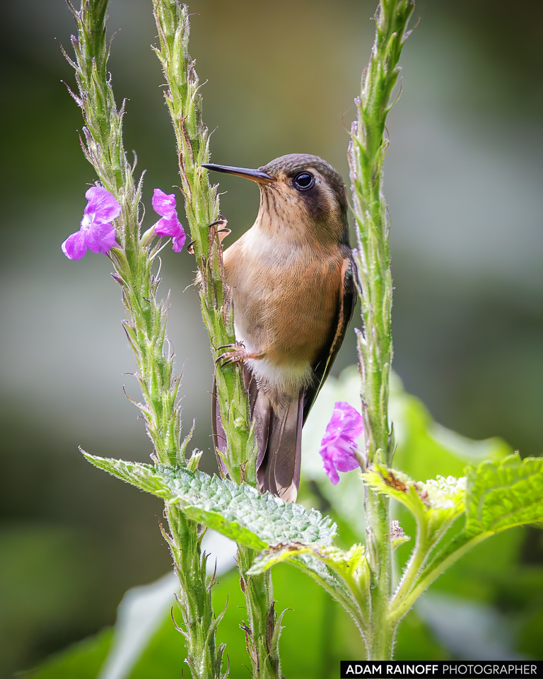 adamrainoff's tweet photo. Female Speckled Hummingbird (Adelomyia melanogenys) perched gracefully in La Minga Ecolodge near Cali, Colombia.

©2021 Adam Rainoff Photographer

#AdelomyiaMelanogenys #Hummingbird #BirdPhotography #ColombianNature #Conservation https://t.co/pflG1XjprH