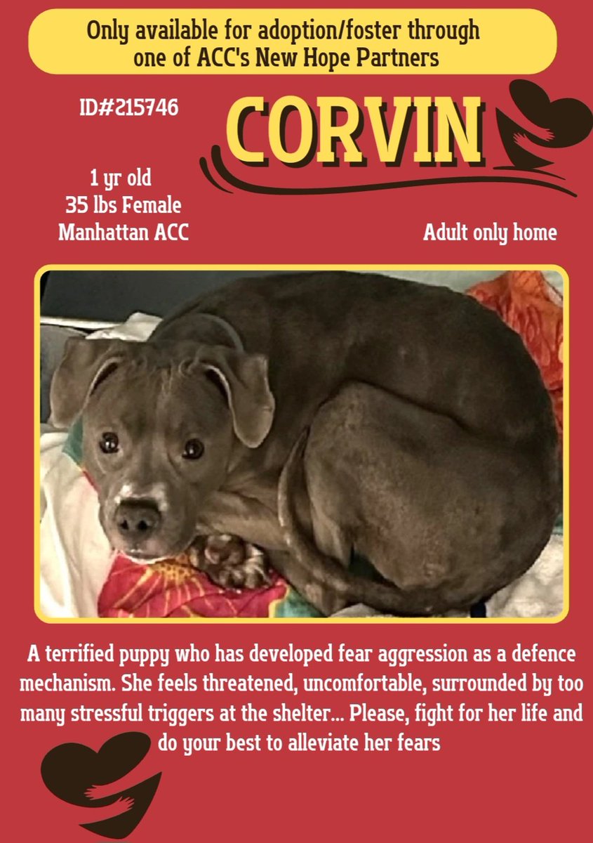 anja_brckner3's tweet photo. This #fearful girl is a #NewIntake at #NYCACC #Manhattan and labeled #RescueOnly 🆘
Young #Corvin is #terrified and can't #deal with all the #stress 💔
Please #help to #show this #puppy that there are also #loving and #caring people around ❤️💛🙏🏻
https://t.co/EuBaUe5lXh https://t.co/dOgEHvfRSD