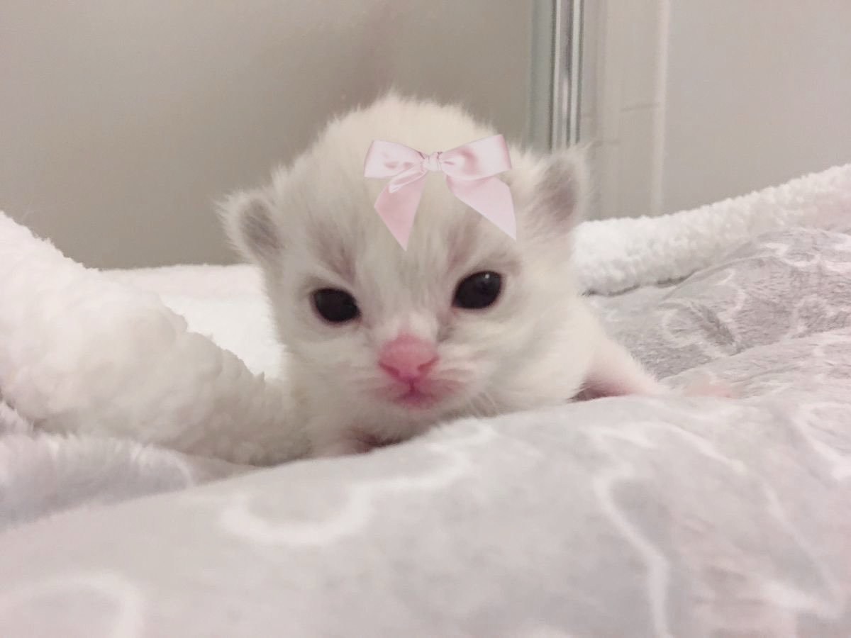 pastelzia's tweet photo. https://t.co/jSGPypmGRX