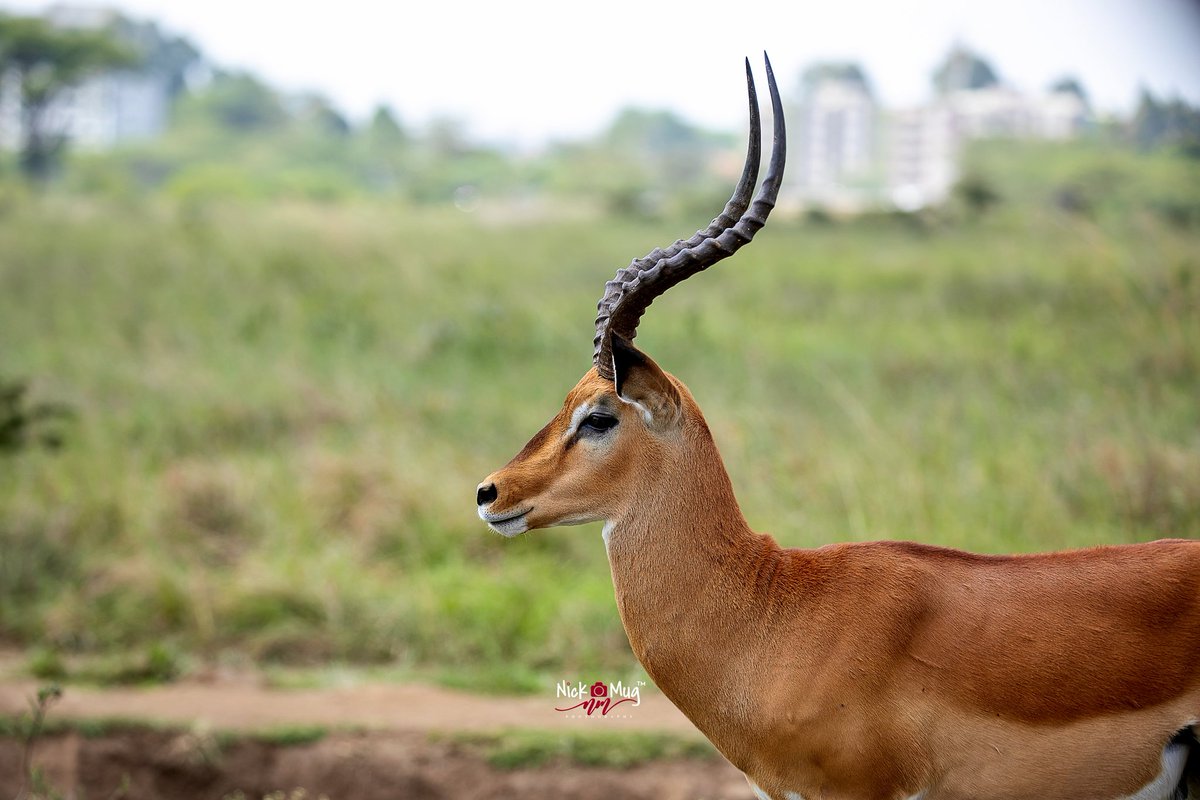 NickmugP's tweet photo. Face off with an Impala
.
.
.
.
.
.
#tembeakenyaphotocontest
#tembeakenya
#Wildlife 
@magicalkenya https://t.co/4OOkjN1gpT