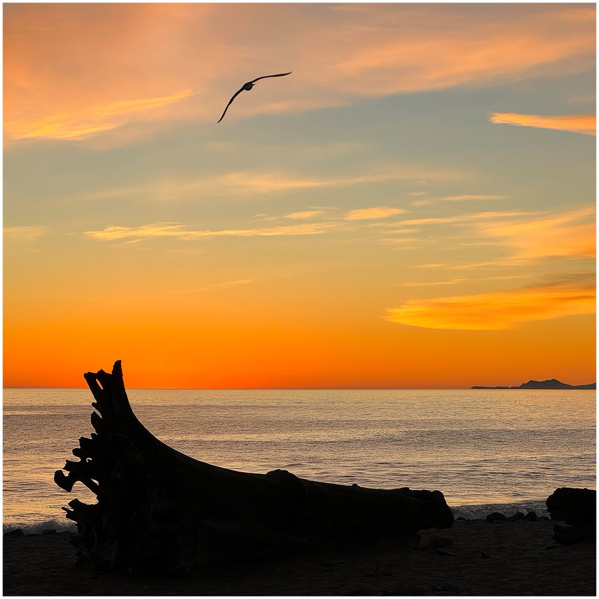 JulianLennon's tweet photo. This sunset image of a seagull in flight over a silhouette of driftwood across the backdrop of the Pacific Ocean, was taken on one of my many drives through the Santa Monica Mountains last winter. 🇺🇸

It is the next photo I’m releasing as a limited edition print for the Holidaze, which are available exclusively in my store through December 31st. 

Each photo represents a different country I visited in 2024.

“Drifting” 3 of 4
16”x16” (40.64 cm x 40.64 cm)

Order here:

https://t.co/R7M1bhYsP7