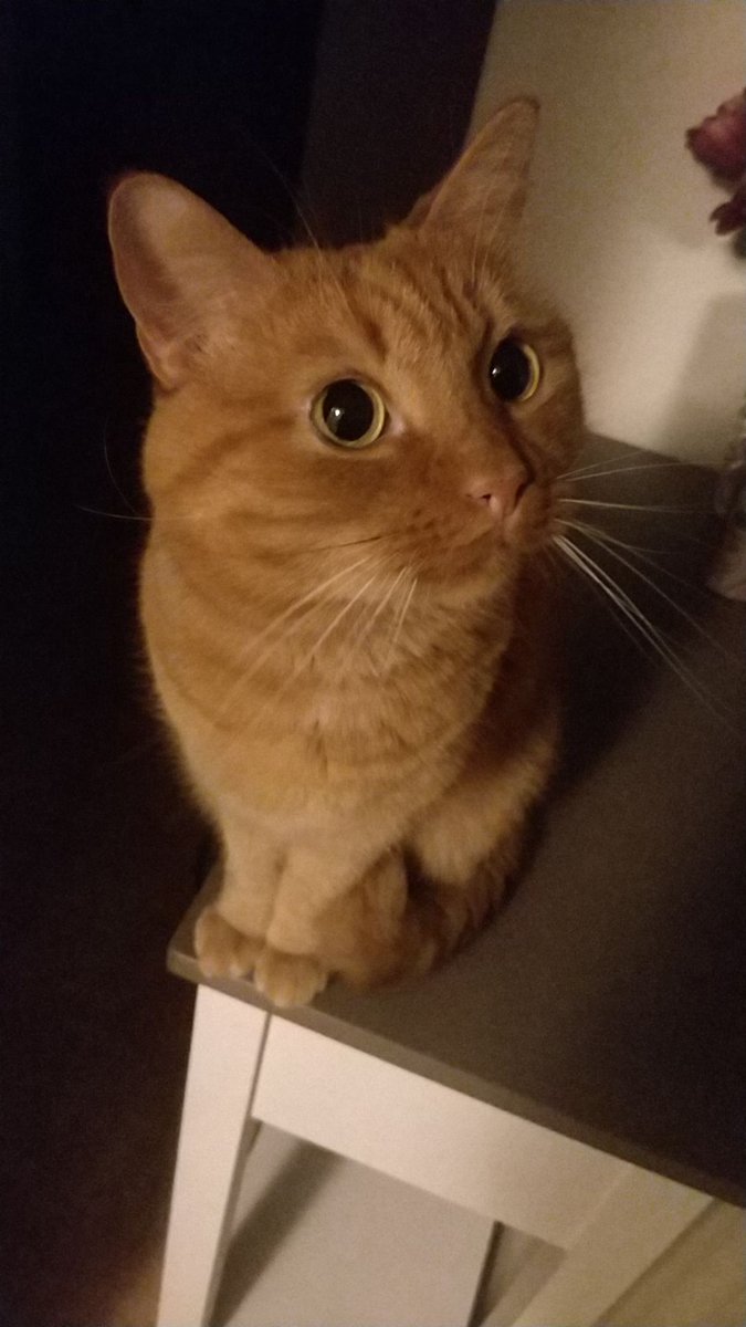 chrillzzgaming's tweet photo. @Catsillyness https://t.co/lu6pKaLMYx