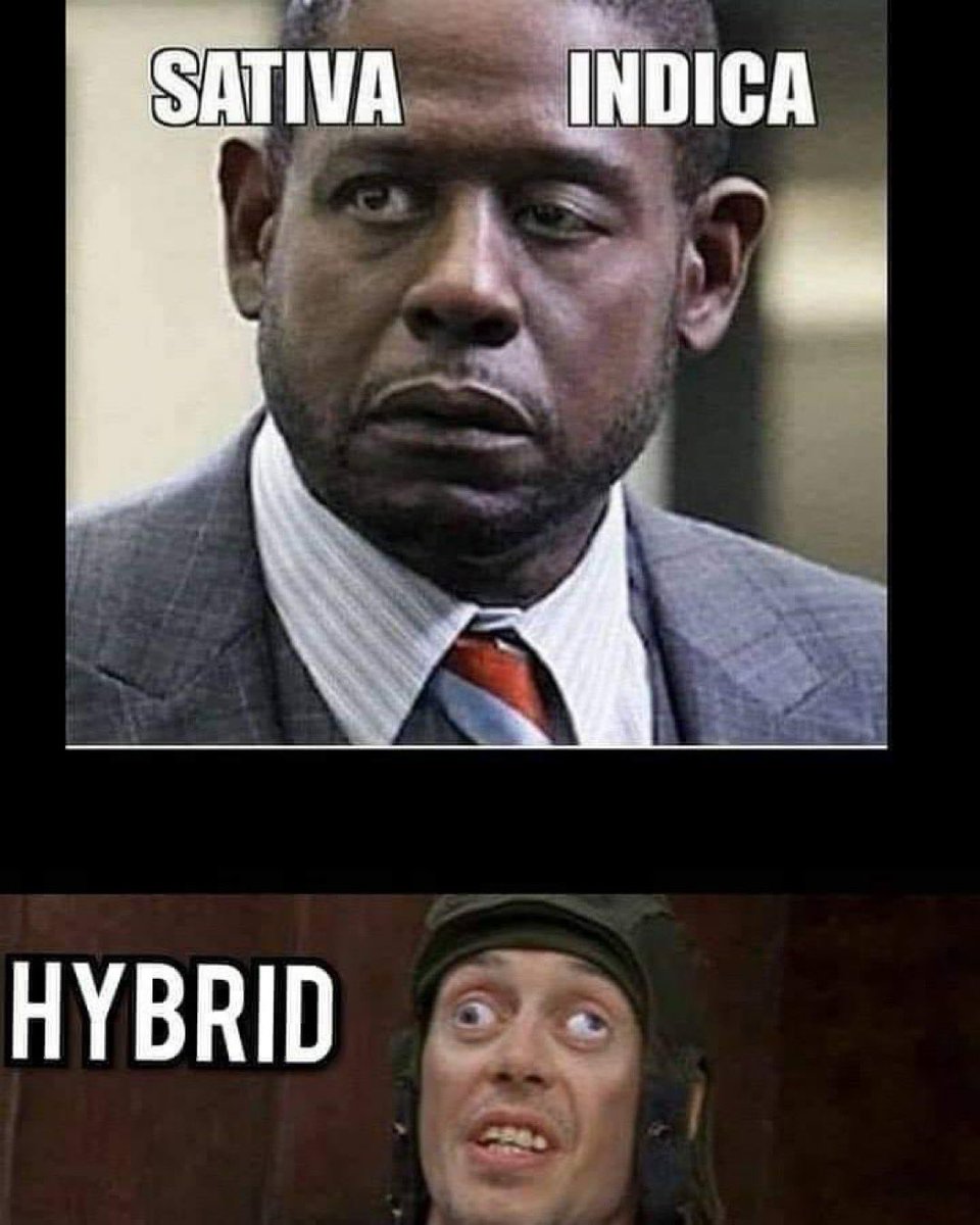 Stoner Barbie (@stonersvilla) on Twitter photo 