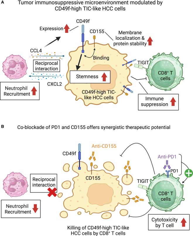 Unraveling the tumor-initiating cells in hepatocellular carcinoma dlvr.it/TGllYz