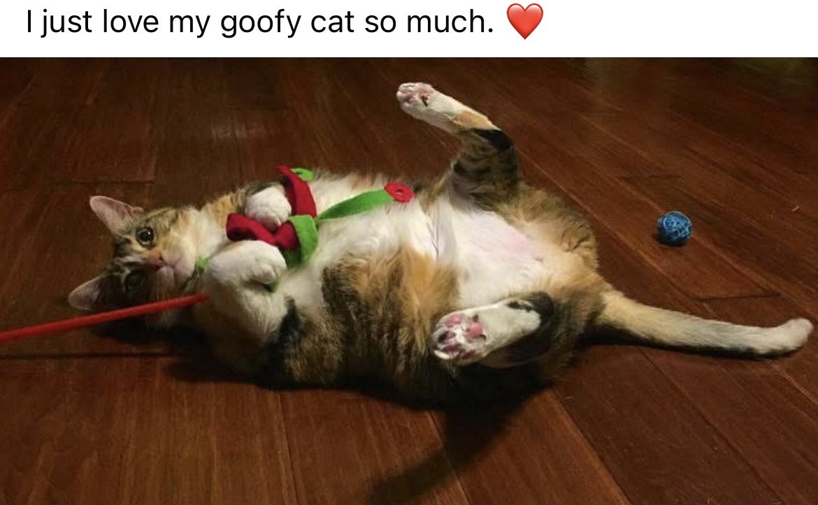 I love when this memory of Bella pops up every December. Not only was she so smart and sweet, she was also the funniest cat. There was never a dull day with her. 😹
