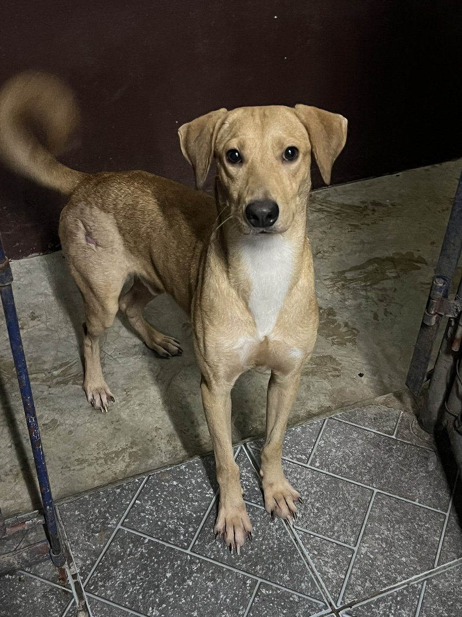 Male medium mixed breed for adoption. About 1.5 years old