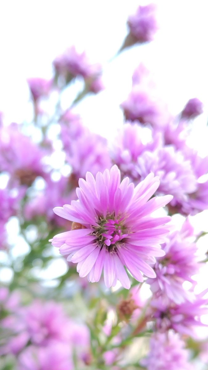 今朝も、白い空です。冬が、もっと深まると、今の、この白い空が、鉛色に成ります。先日も撮り、似たような写真ですが、又、庭の友禅菊、撮りました。