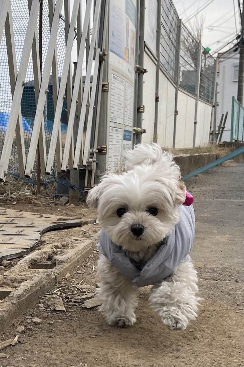 B5279's tweet photo. 今年初めて
先日、買ったダウンを今日初めて着せましたが...   すでにパツンパツン😥 https://t.co/jimBBokHgZ