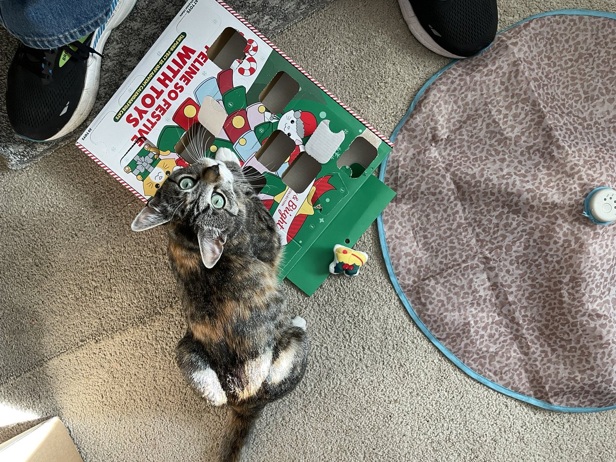 kml8990's tweet photo. Going all out for Willow’s first Christmas! Advent calendar from @PetSmart Stocking from @Chewy ………..empty box from multiple deliveries arriving lately 🤷🏼‍♀️😻❤️ https://t.co/nsoJtkFrcy