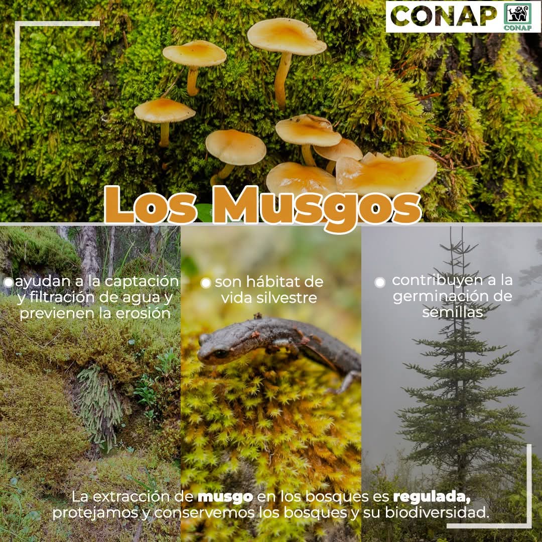 CONAPgt's tweet photo. Los #musgos son esenciales en los bosques para la captación y retención de agua.
Son bosques a escala pequeña, son vitales para muchos organismos, funcionan como semillero natural para plantas del tipo suculento como las crasuláceas, https://t.co/thNvMf5Aa2