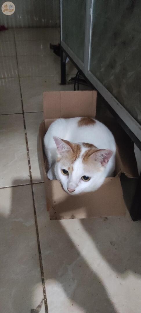 kochengfs's tweet photo. Kcg! Kerdus sekecil itu berkelahi dengan kucing gembrot https://t.co/76CX9KiRg9