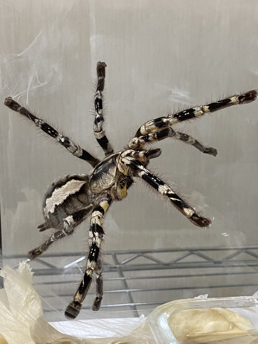 タクタク (@takutakumushi) / Posts / X