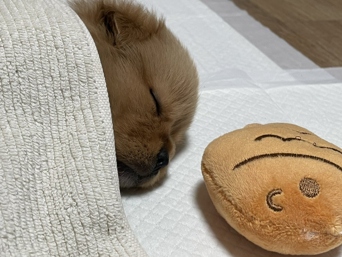 빵둥이 선물받은 붕어빵이랑 같이