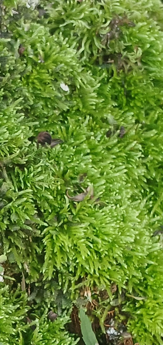 Hey <a href="/challenguate/">Challen Willemsen</a>  <a href="/RoostersWorldja/">RoostersWorldja</a>   please can you help me Identify these mosses. The one on the right is growing on rocks in a shaded location .It looks like Leucobryum glaucum based on my research,. The first one is growing directly in the moist soil.