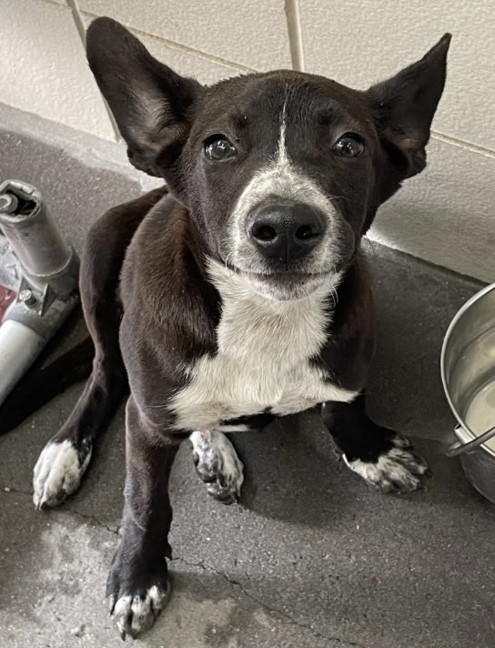 LisaBrabson's tweet photo. Adorable little HUDSON #A375762 
look at those precious ears, just 4mo,a  precious puppy,is going to b KILLED tomorrow,if WE don't save him.
His little leg is swollen,needs medical care &amp; a loving home!
PLZ #ADOPT #FOSTER OR #PLEDGE to attract a rescue🛟 #CorpusChristi PLZ hurry https://t.co/2JZmMvfH11