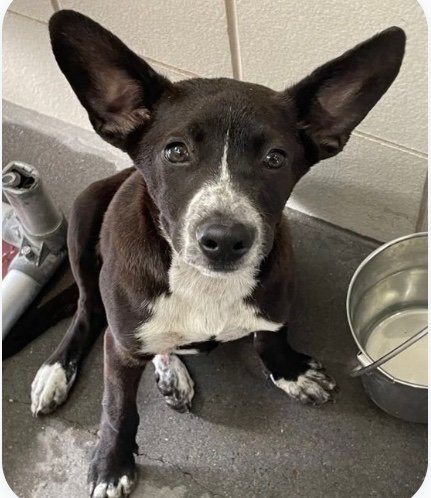 LisaBrabson's tweet photo. Please please save wee HUDSON #A375762 his little leg is injured, shelter is going to kill him if WE don't save his wee life.
Adorable, precious, little puppy.
PLZ #Adopt #Foster or #Pledge even a Retweet helps so much, just please hurry ⏳⏳⏳ 
He doesn't want to DIE 💔 https://t.co/bnfoIMCHHe