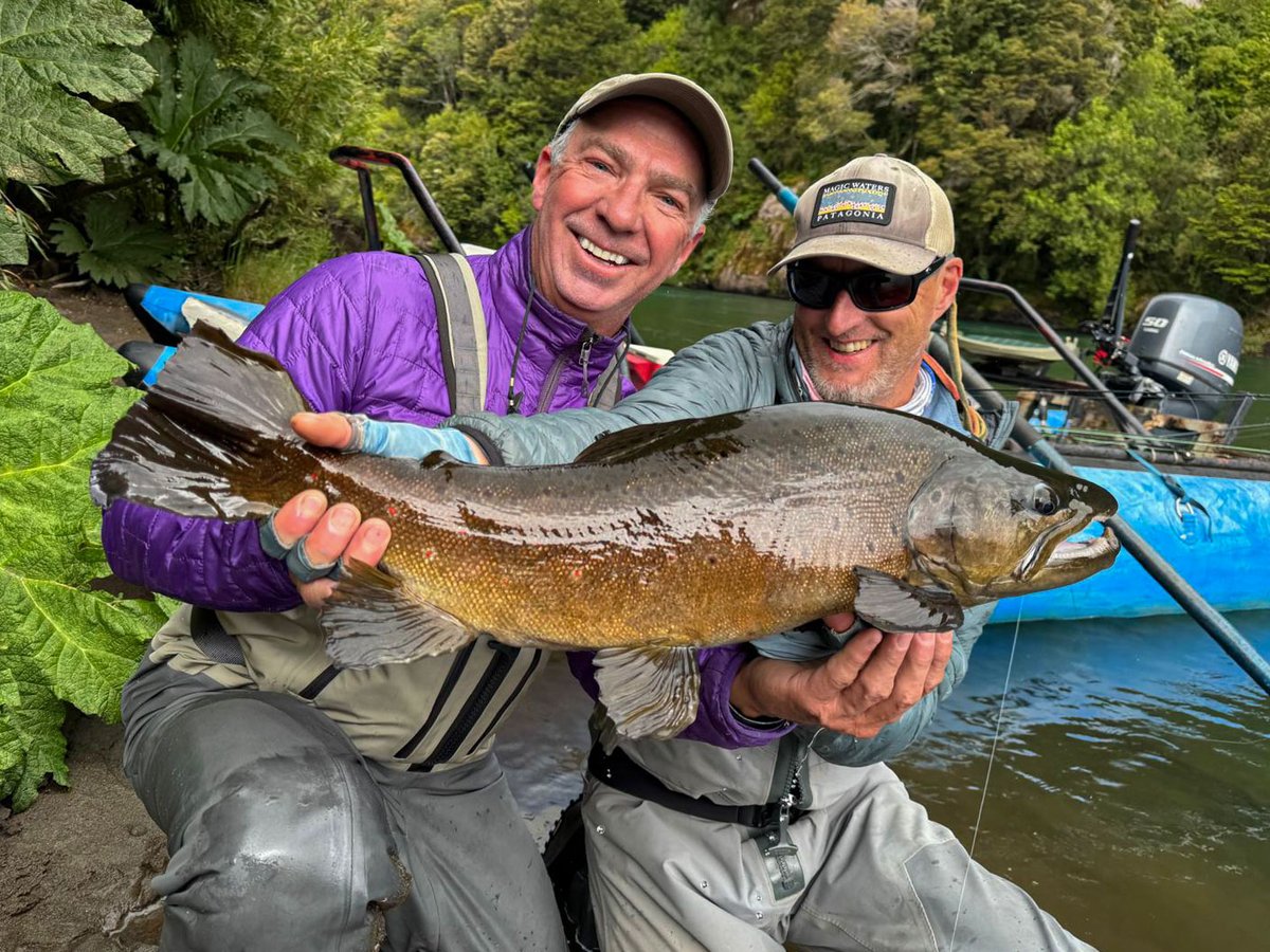 There is more to the story of this beast of a fish, landed today at the #riverofdreamsbasecamp. It’s a journey and an adventure — but it’s SO worth it -- and this amazing specimen is just one of many reasons why.

More: hatch.travel/trips/chile/ri…
