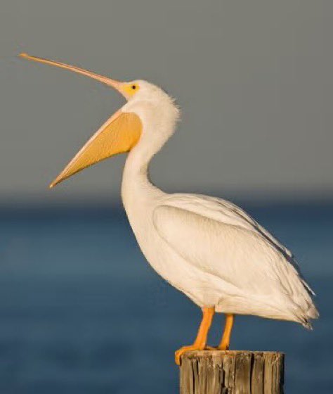 🚨 BREAKING NEWS

Twitch streamer, noodled5, has been eaten by a pelican