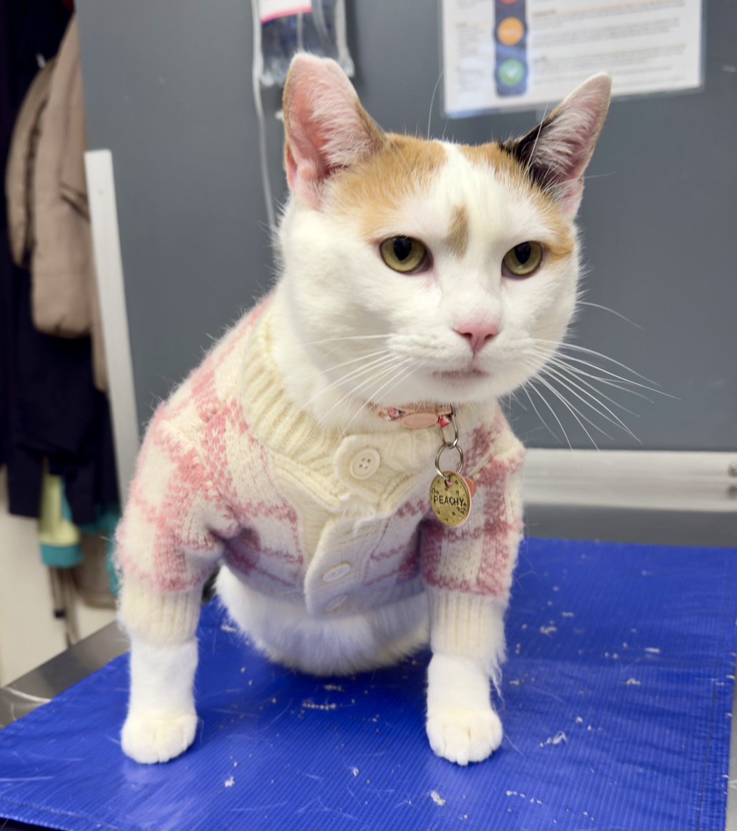 RoncyVet's tweet photo. It’s sweater weather…and Peachy’s dressed for it! She visited us for a dental assessment and weight loss consult today, and now we all want cardigans… 🍑😍 #roncy #roncesvalles #highpark https://t.co/XgcRf1t6La