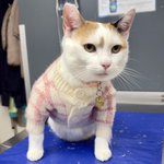 Photo by Roncy Village Vet Clinic (@RoncyVet)