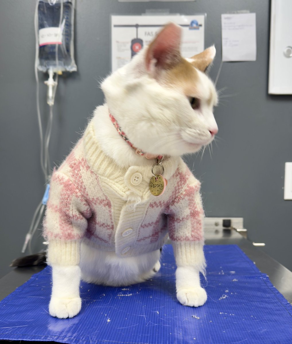RoncyVet's tweet photo. It’s sweater weather…and Peachy’s dressed for it! She visited us for a dental assessment and weight loss consult today, and now we all want cardigans… 🍑😍 #roncy #roncesvalles #highpark https://t.co/XgcRf1t6La